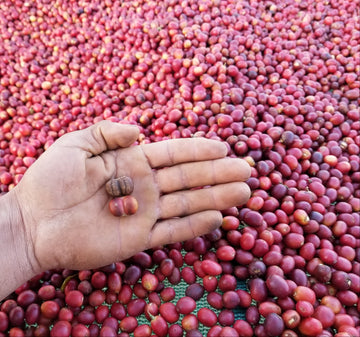 Unleash Your Inner Barista: The Ultimate Guide to Yemeni Coffee