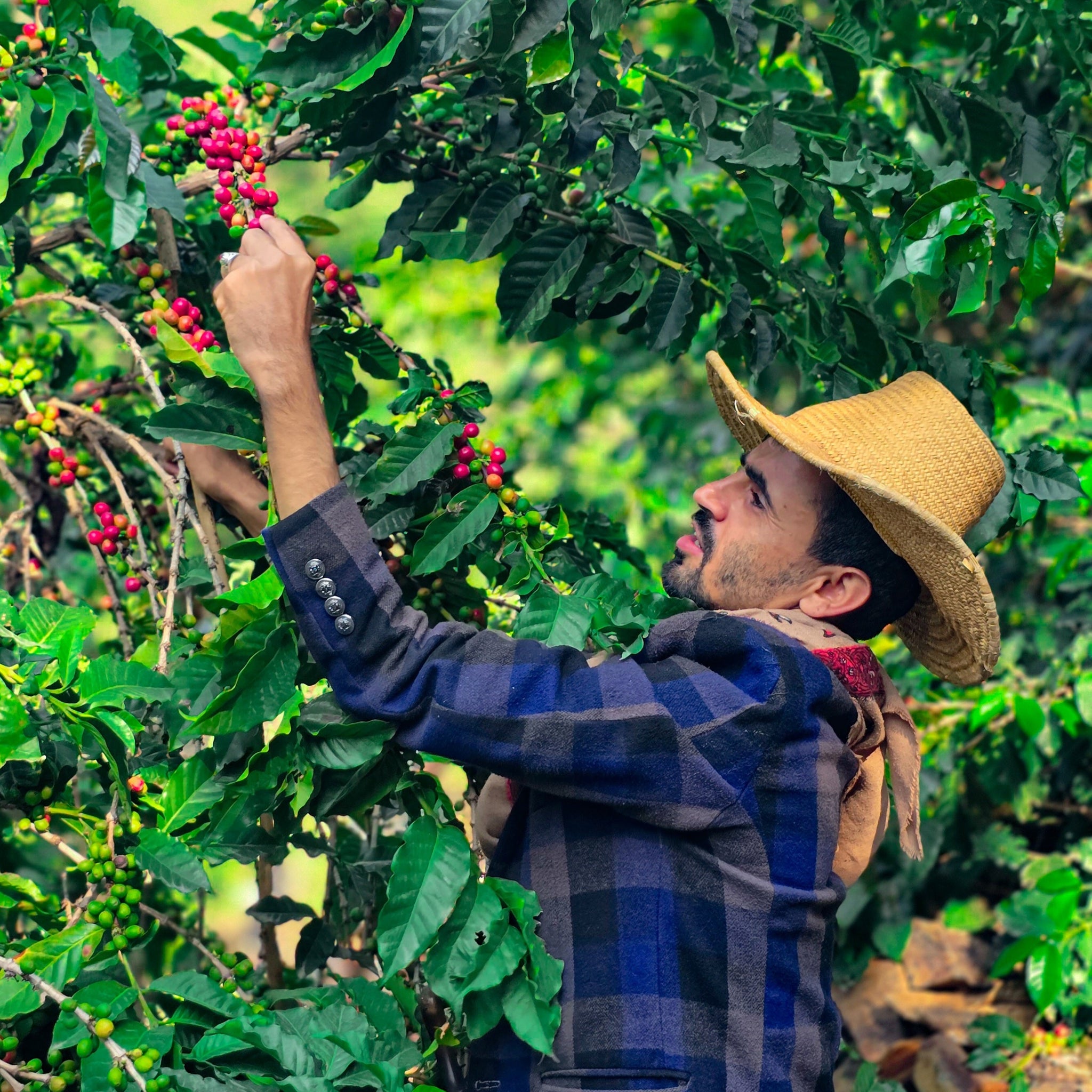 ARABICAFELIX SPECIALTY COFFEE