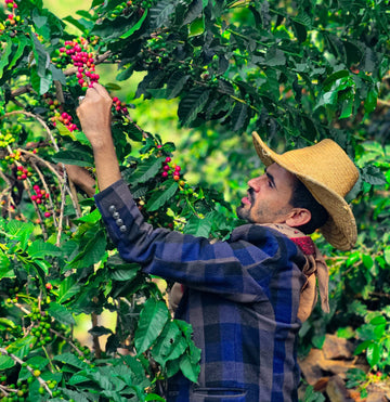 ARABICAFELIX SPECIALTY COFFEE